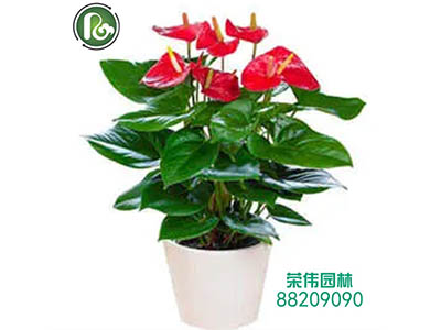 臺(tái)州榮偉創(chuàng)景園林工程有限公司新網(wǎng)站上線了